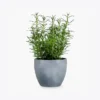 product-image-5_optimized Tellus Molestie